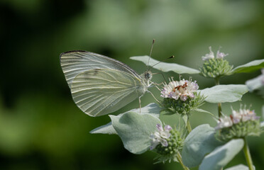 butterfly on a flower