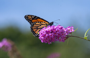 butterfly on flower
