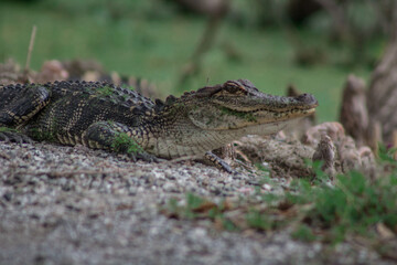 juvenile alligator up close