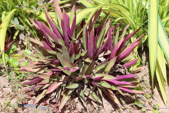 Cambodia. Tradescantia spathacea, the oyster plant, boatlily or Moses-in-the-cradle, is a herb in the Commelinaceae family first described in 1788.
