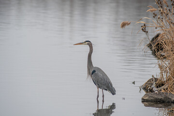 great blue heron