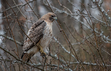 red tailed hawk