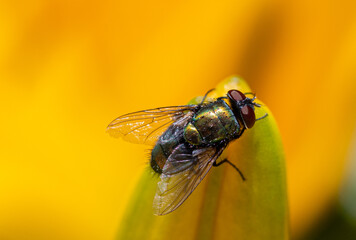 fly on leaf