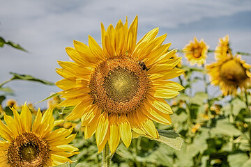 detailed closeup of large yellow sunflower in a field