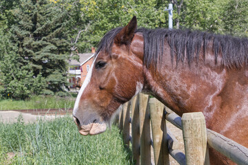 A Clydesdale Horse at a Farm