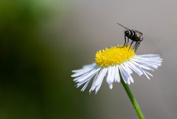 bee on a daisy