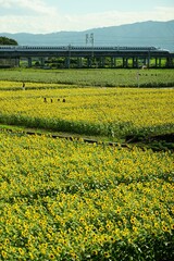 Tokaido Shinkansen N700A passing by the sunflower field of Ogaki, Gifu