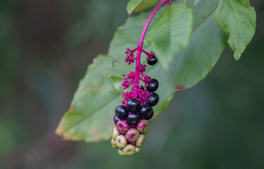 berries on the bush