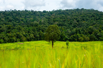 Khao Yai National Park