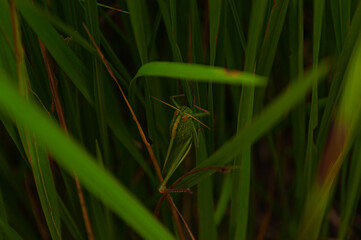 grasshopper, Khao Yai National Park