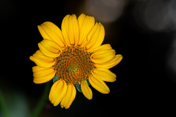yellow flower on black background