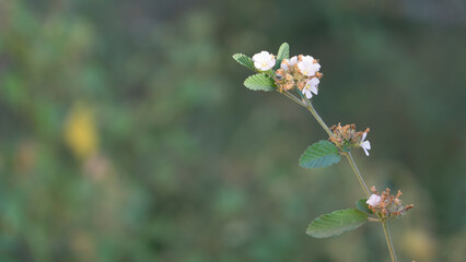 flor blanca, hojas verdes, 