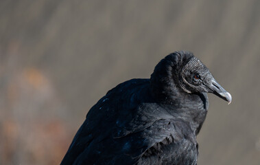 vulture
