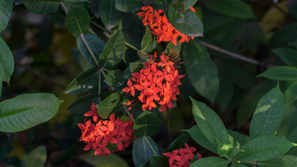 flor roja, hojas verdes, rajas y sombras, rojo verde y negro