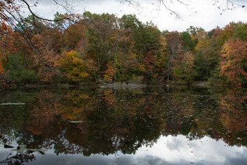 autumn in the forest