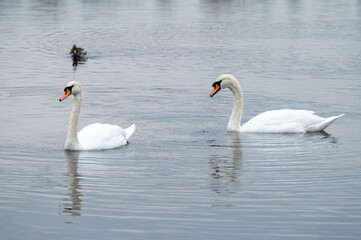 swans on the lake