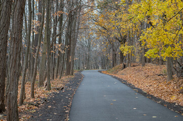 road in autumn forest