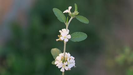 flor blanca, hojas verdes, 