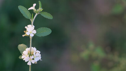 flor blanca, hojas verdes, 