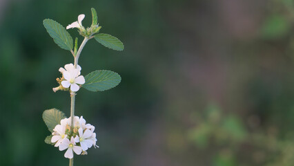 flor blanca, hojas verdes, 