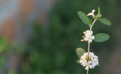 flor blanca, hojas verdes, 