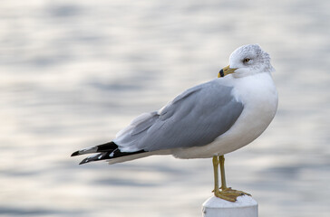 seagull on the beach