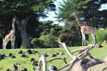 Girafas comendo