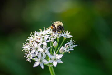 bee on a flower