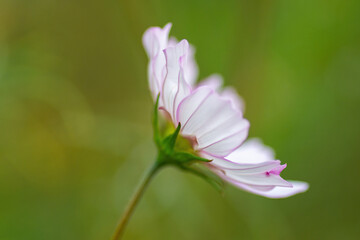 close up of a white flower