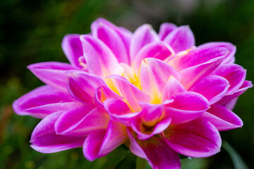 purple and white dahlia