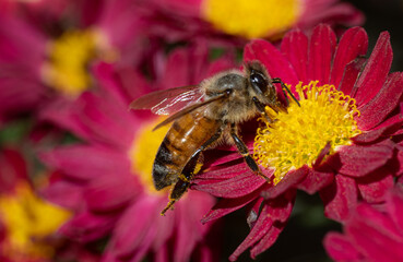 bee on a flower