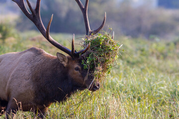 Roosevelt bull elk with vegetation added to his antlers