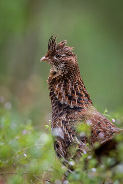 ruffed grouse with hackles raised