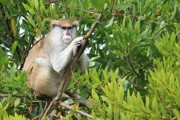 Macaco-pata num galho