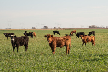 Group of young black and brown steers in the meadow
