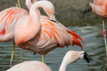 Flamingo se coçando