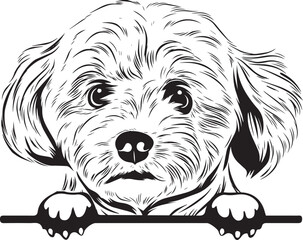 Bolognese Peek A Boo | Peekaboo | Peeking Dog Face vector eps