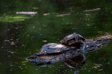 Naklejka na ściany i meble turtle in the pond