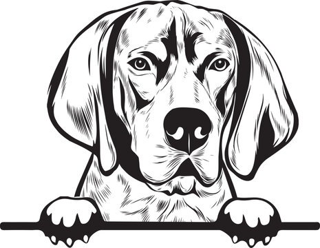 Bluetick Coonhound Peek A Boo | Peekaboo | Peeking Dog Face vector eps