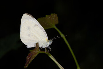butterfly on a leaf