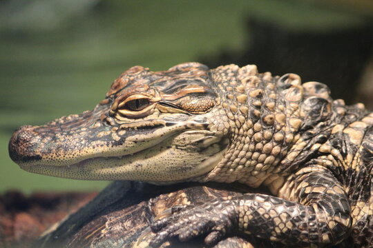 Jacar&eacute; tomando sol