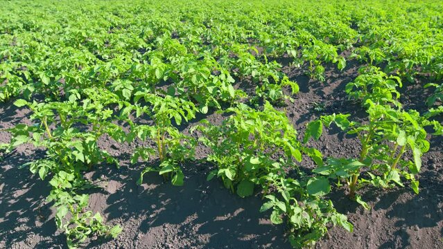 Colorado potato beetle mating on a potato leafs. Green potato leaves. Pests parasitize potatoes. Slow motion.