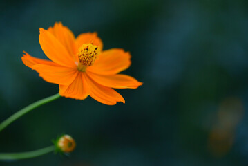 コスモス