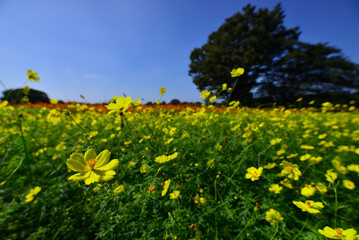 秋晴れのコスモス畑