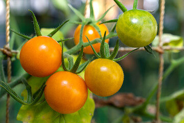 Colorful Cherry Tomatoes in a garden 