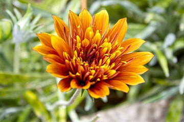 yellow dahlia flower