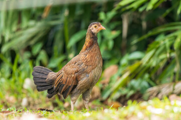 The Red Junglefowl (Gallus gallus) is a tropical bird found across much of Southeast Asia and parts of South Asia. It is the primary ancestor of the domestic chicken