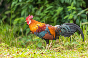 The Red Junglefowl (Gallus gallus) is a tropical bird found across much of Southeast Asia and parts of South Asia. It is the primary ancestor of the domestic chicken