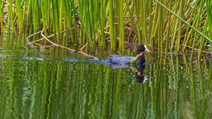 An Eurasian Coot (Fulica atra) with its sooty-black plumage and gleaming white bill and frontal shield covering its forehead