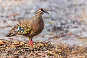 A medium-sized, heavily built pigeon with a clear white line below and around the eye and patches of green, blue and red in the wing known as the Common Bronzewing (Phaps chalcoptera)